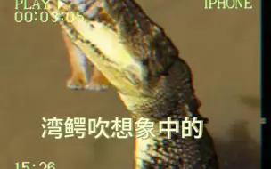 Download Video: 湾鳄打得过老虎？鳄吹震怒