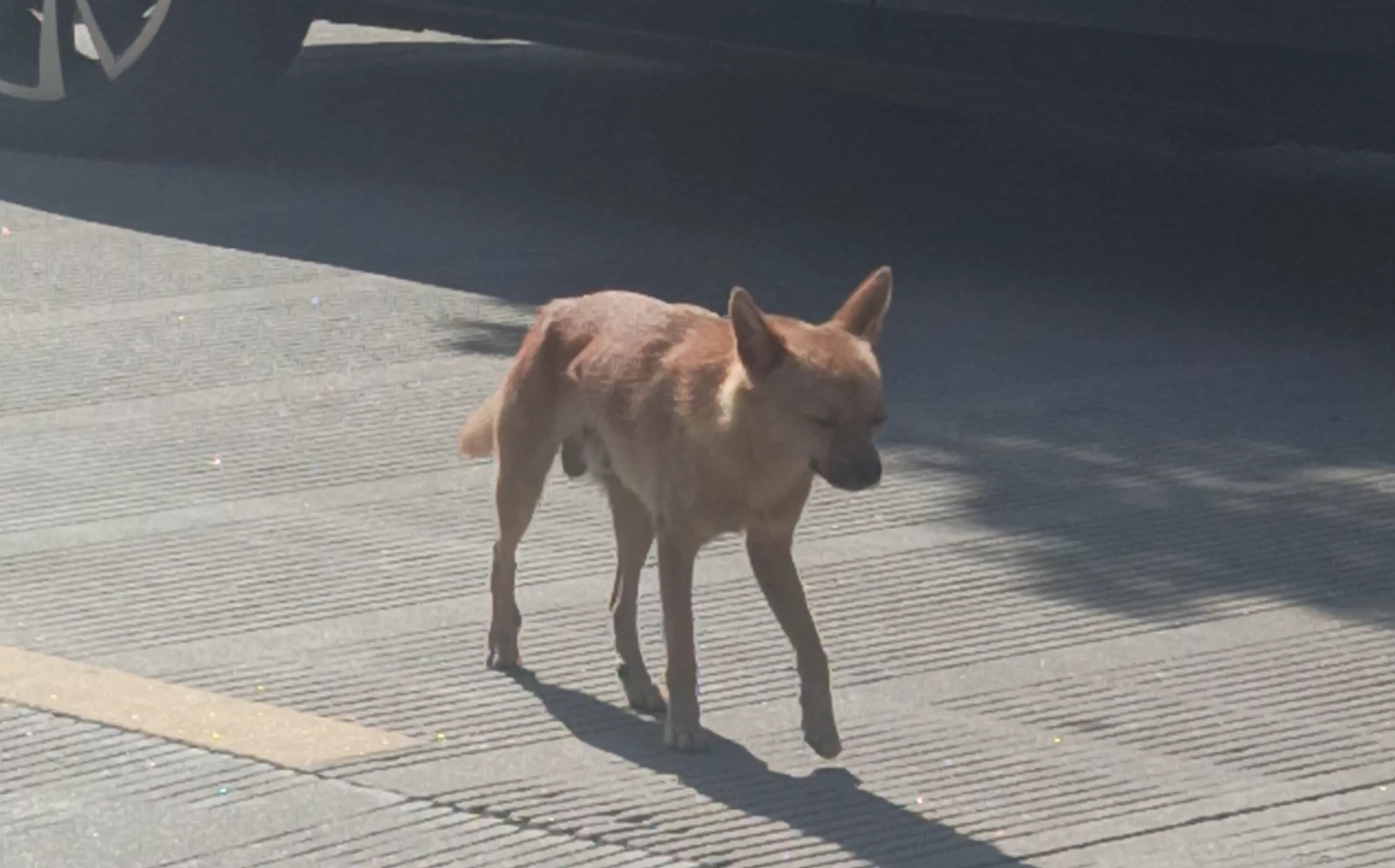 在马路中间晒太阳的狗