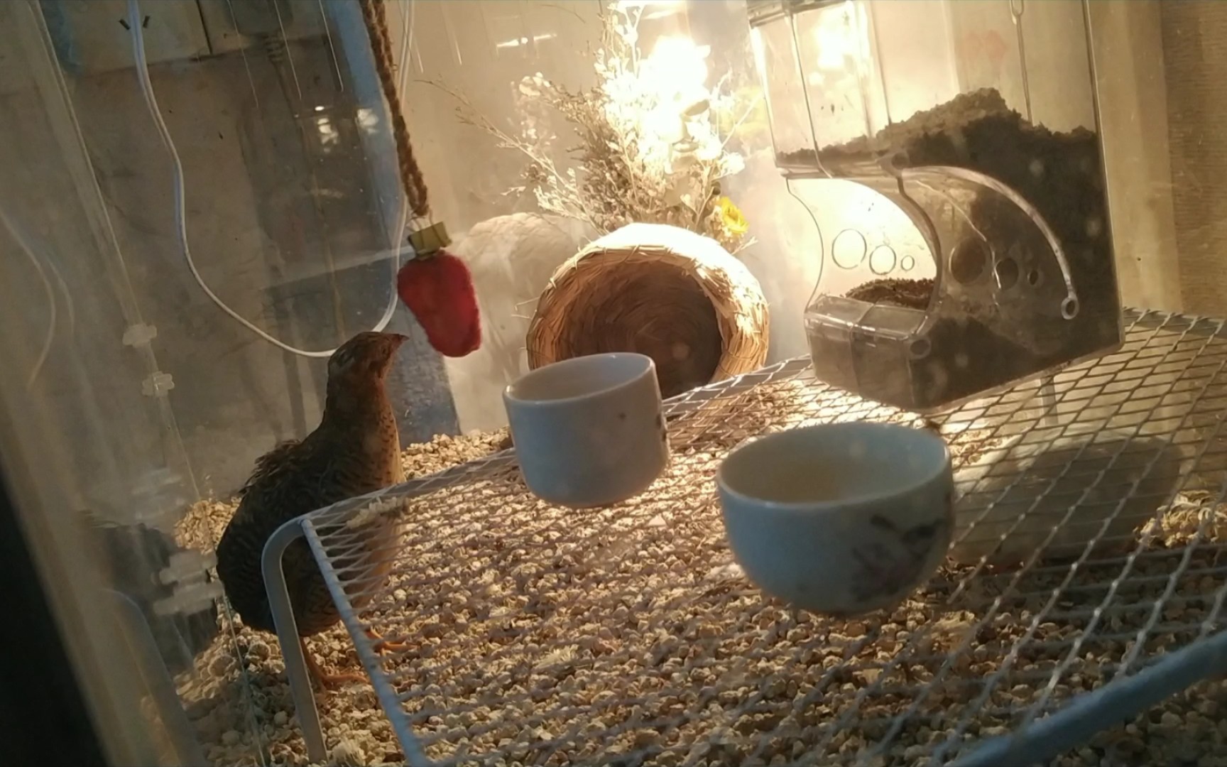 养鸡实录五–神经病养鸡之吊着喂草莓