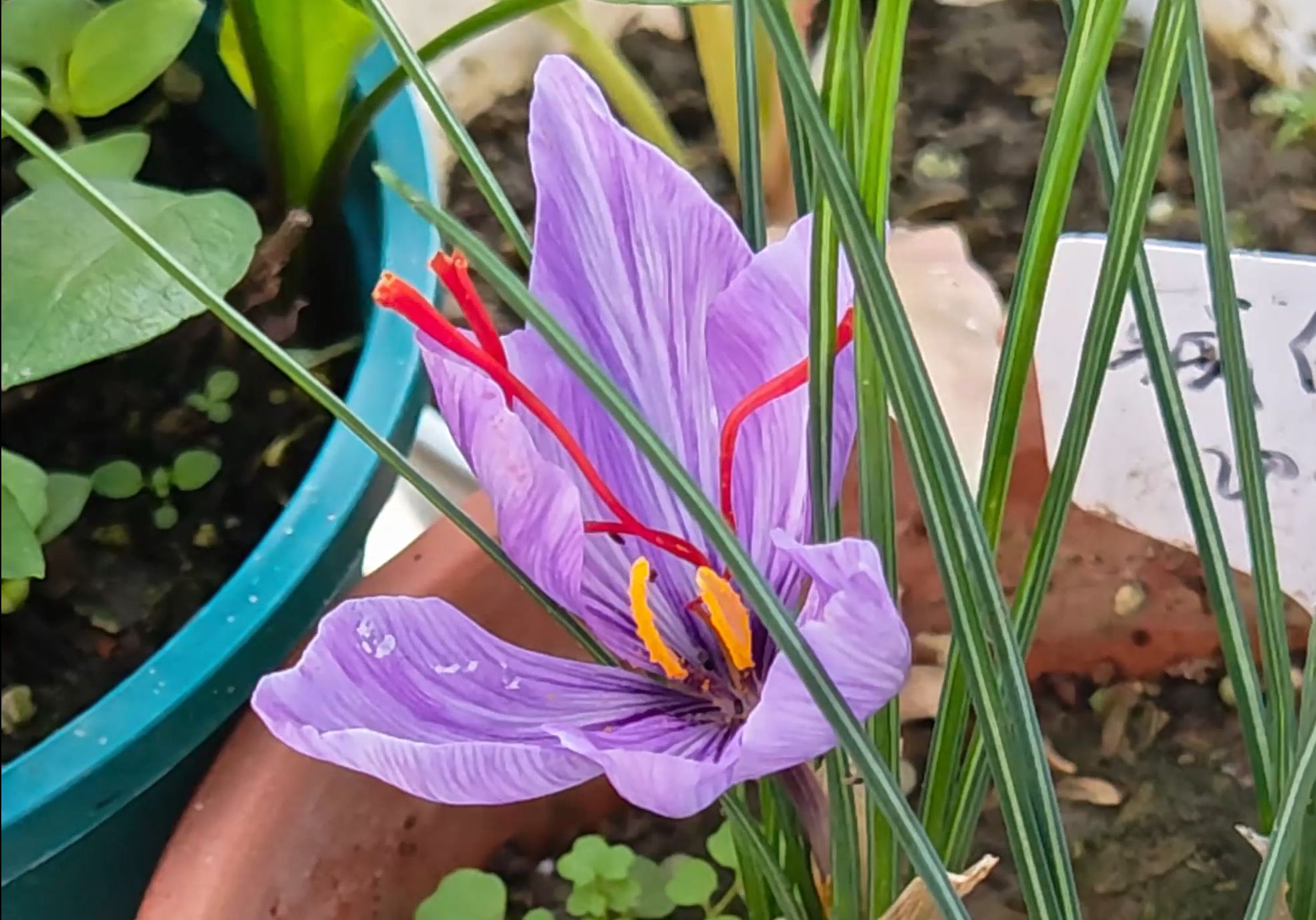 英年早开的番红花,没有比这更好养的花