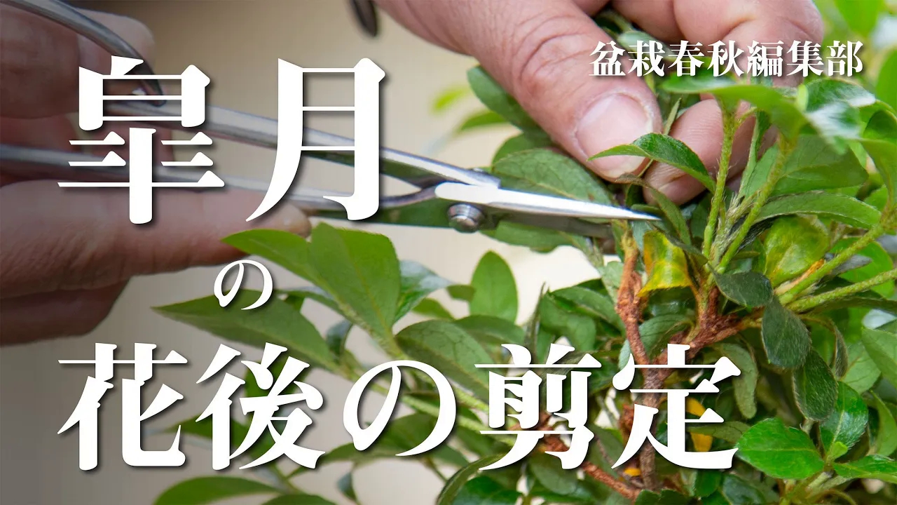 皋月杜鹃花后修剪教程(盆栽春秋编辑集部)