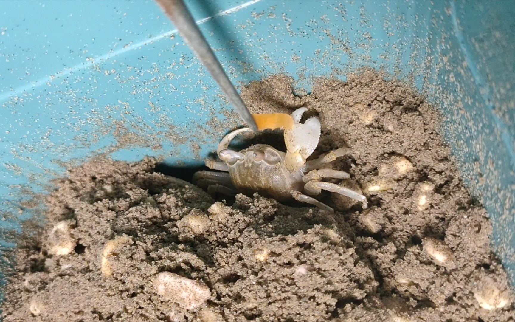 斯氏(痕掌)沙蟹吔胡萝贝