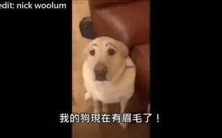 狗狗画眉毛 搜索结果 哔哩哔哩 Bilibili