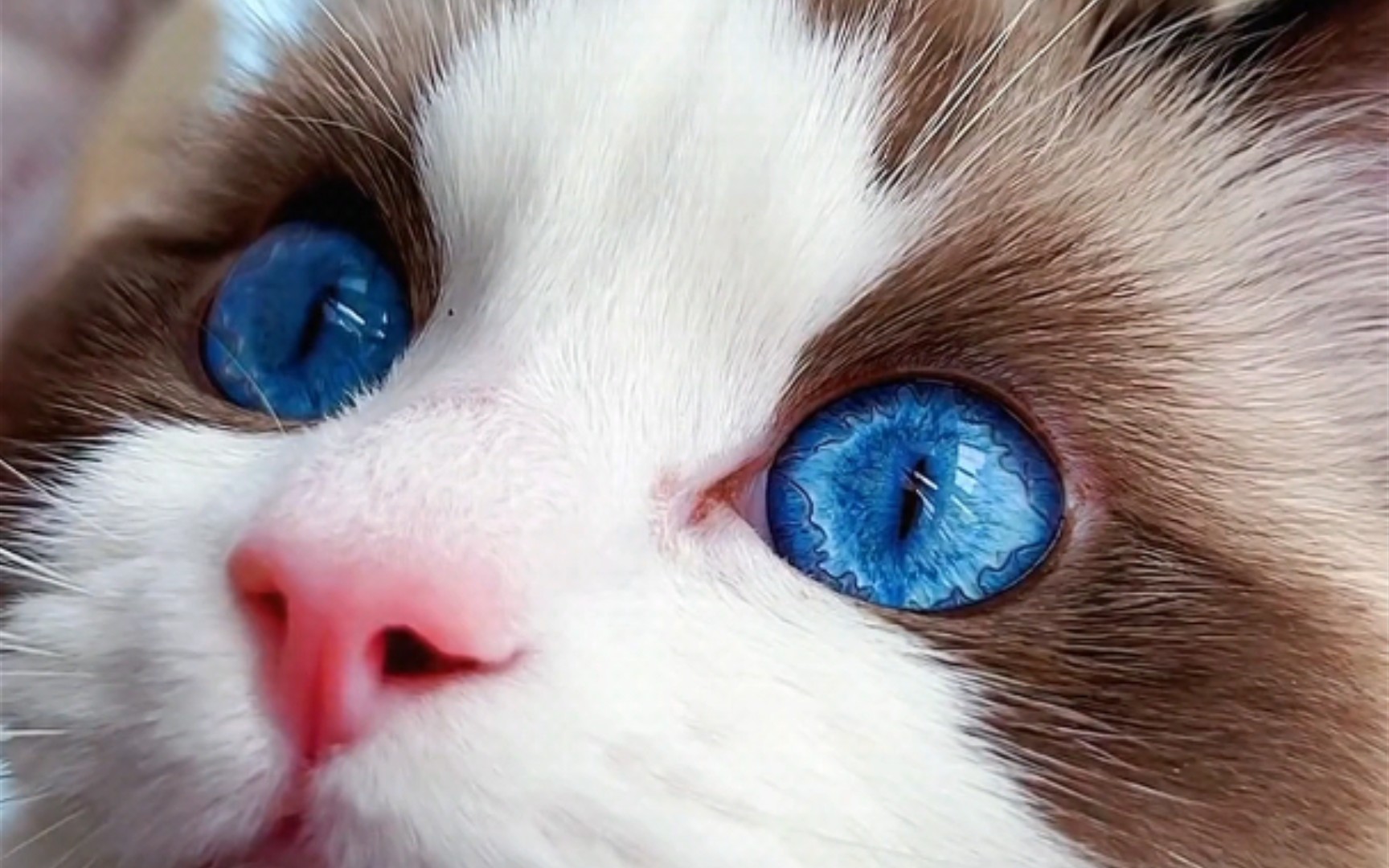 布偶猫6度眼睛图片