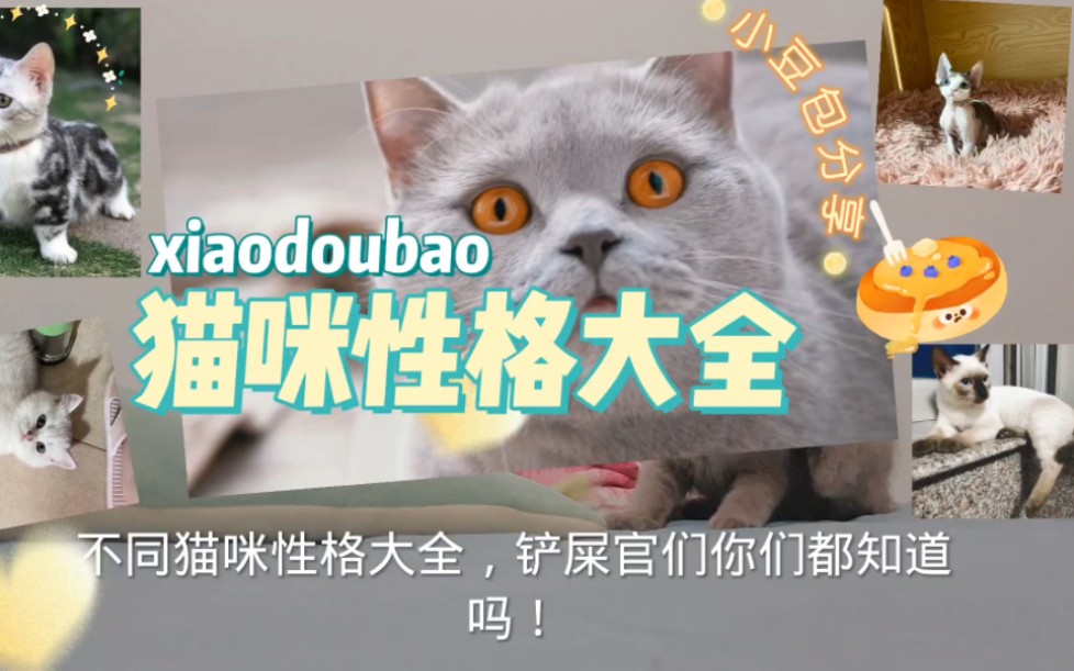 养猫小技巧18:不同猫咪的性格大全,快来看看吧!哔哩哔哩bilibili