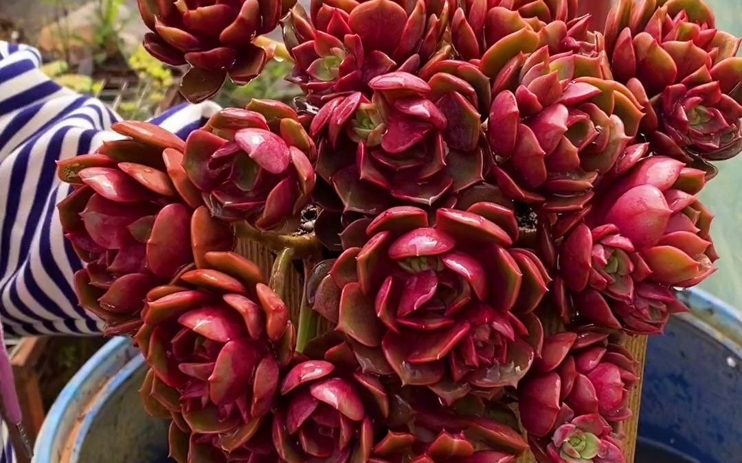 宝宝们正在直播,新品大红袍到货,白凤等也到啦都是浮力价哦!