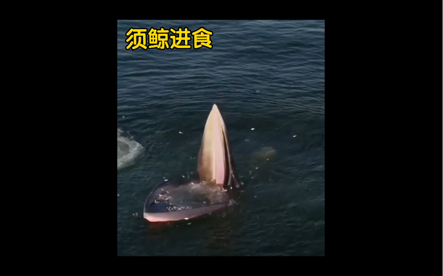 进食中的须鲸(baleen whale)哔哩哔哩bilibili