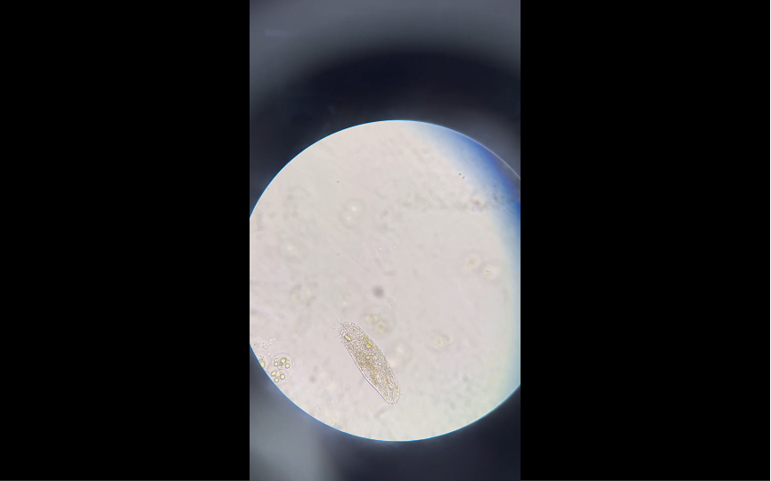 光学显微镜观察草履虫