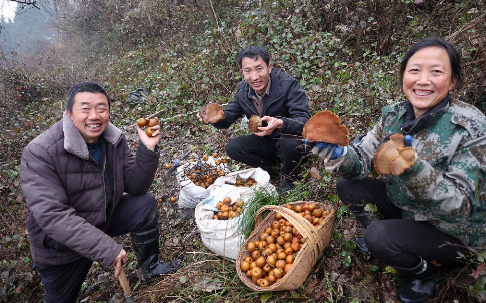 阿松花十年时间,记录一朵野生桑树桑黄的生长,看看到底能长多大哔哩哔哩bilibili