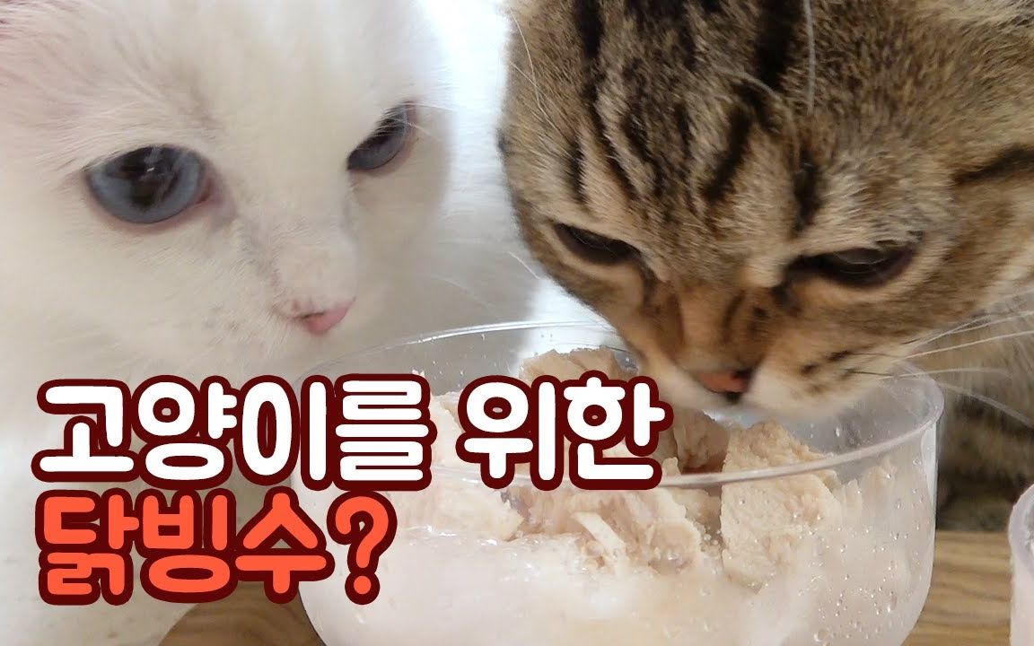 【creamheroes-7只猫和人类】给猫咪们做冰镇鸡肉