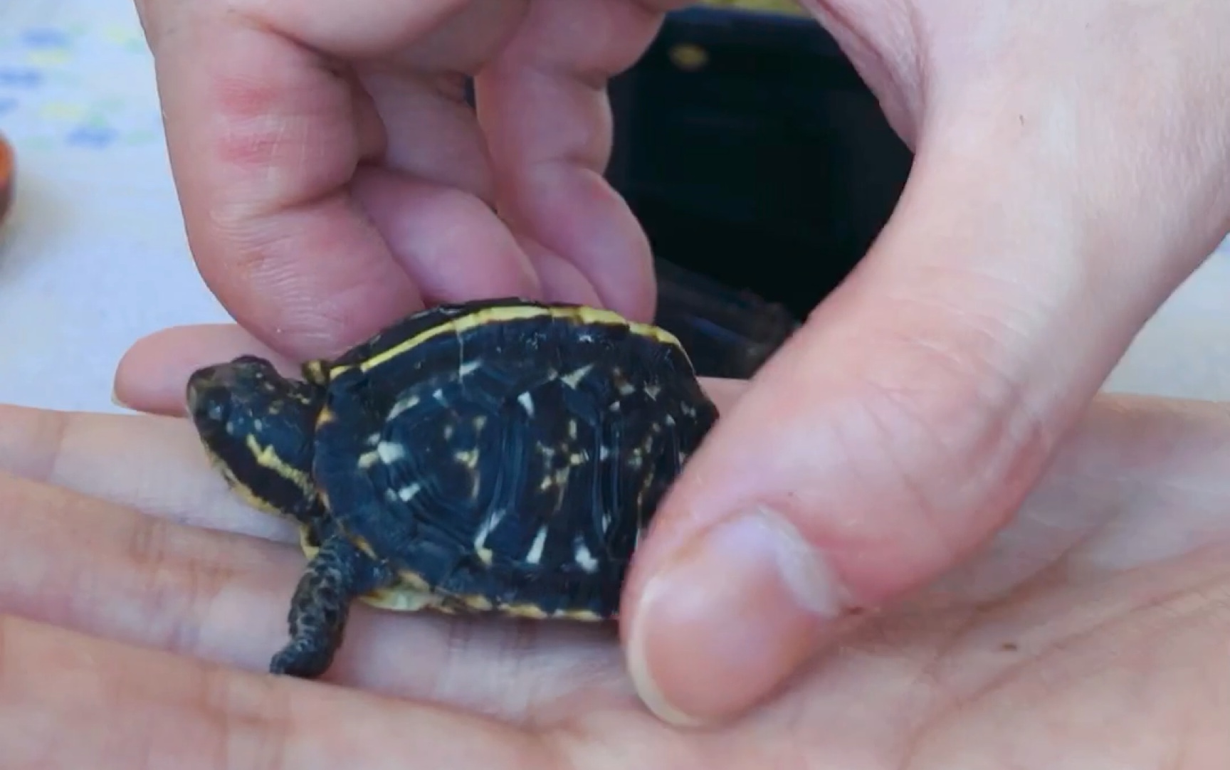 【佛罗里达箱龟佛箱】开箱,萌萌的小苗,比三趾箱龟东部湾岸更加少见