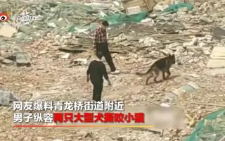 猫男子与犬男子 搜索结果 哔哩哔哩 Bilibili