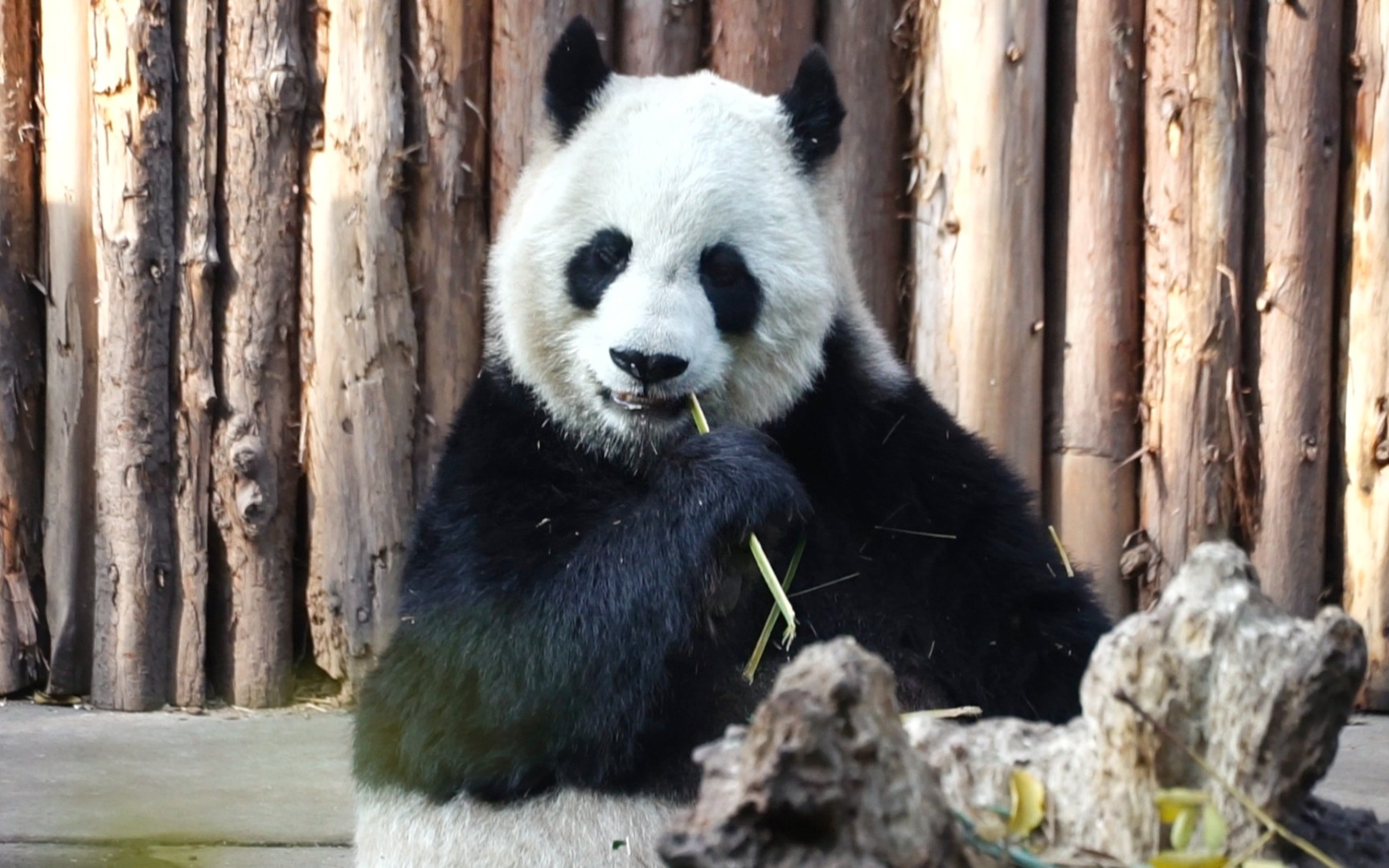 大娇吃播 期待你带娃一起出外场
