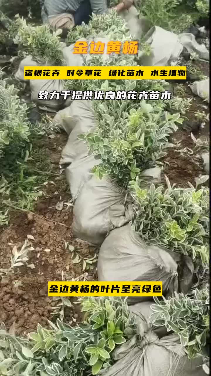 河北金边黄杨哪里卖"一站式采购,草花厂家满足您的需求."品质如一,承诺始终,赢得信赖.欢迎到公司实地考察. #江苏金边黄杨地栽苗 #新疆金边黄...