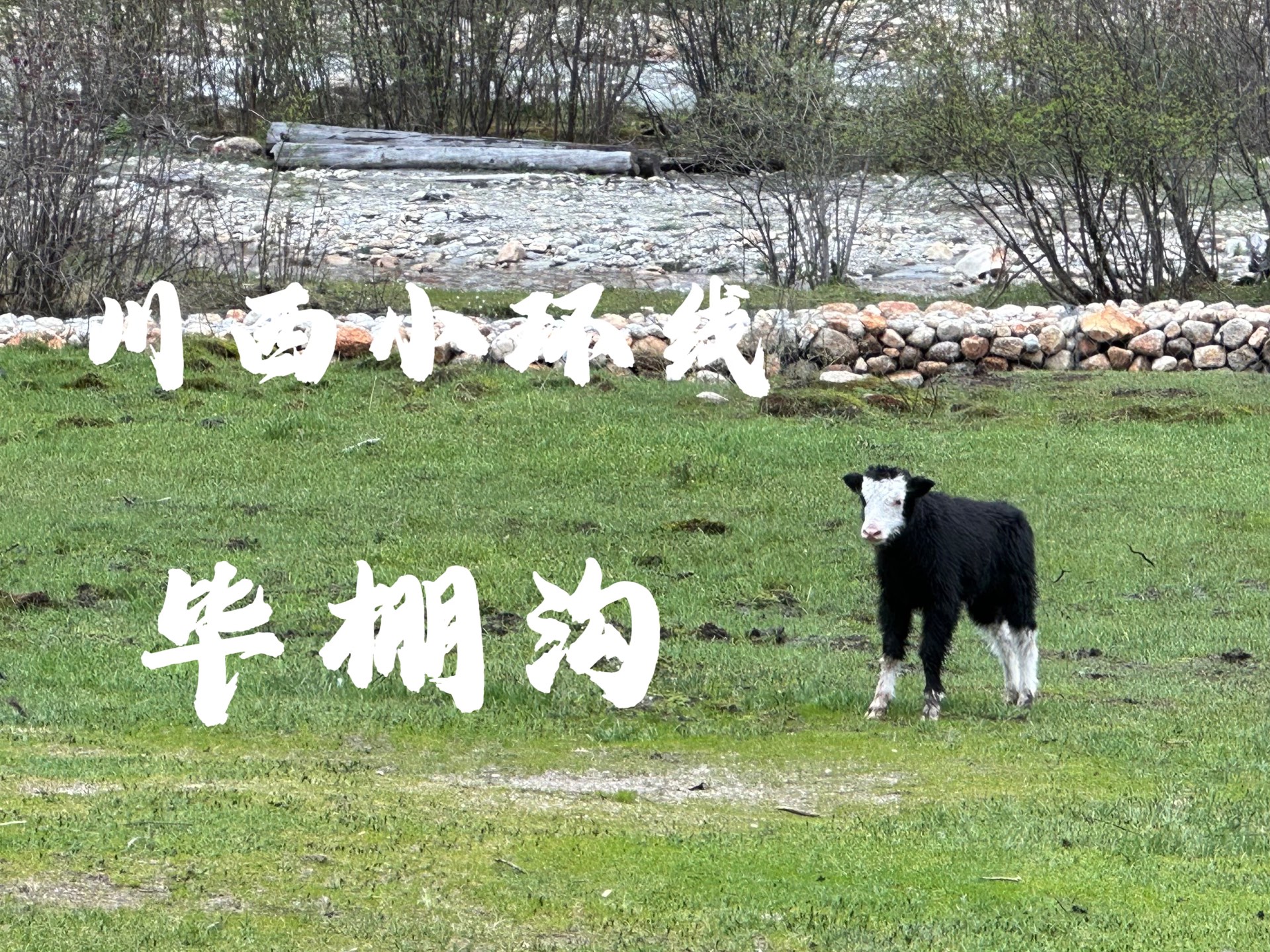 川西小环线 5月30 毕棚沟 理县到马尔康 毕棚沟在四川人气很旺,我一般比较排斥很火的景区,但来都来了…走下来整体感觉还很不错,消耗体力不大,老少...