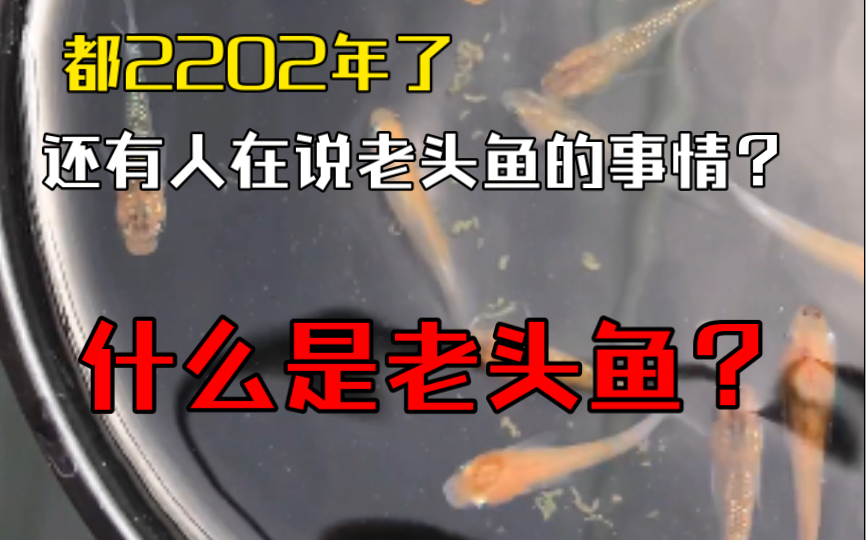 都2202年了还有人在说老头鱼的事情?什么是老头鱼?今天咱们来说说!哔哩哔哩bilibili