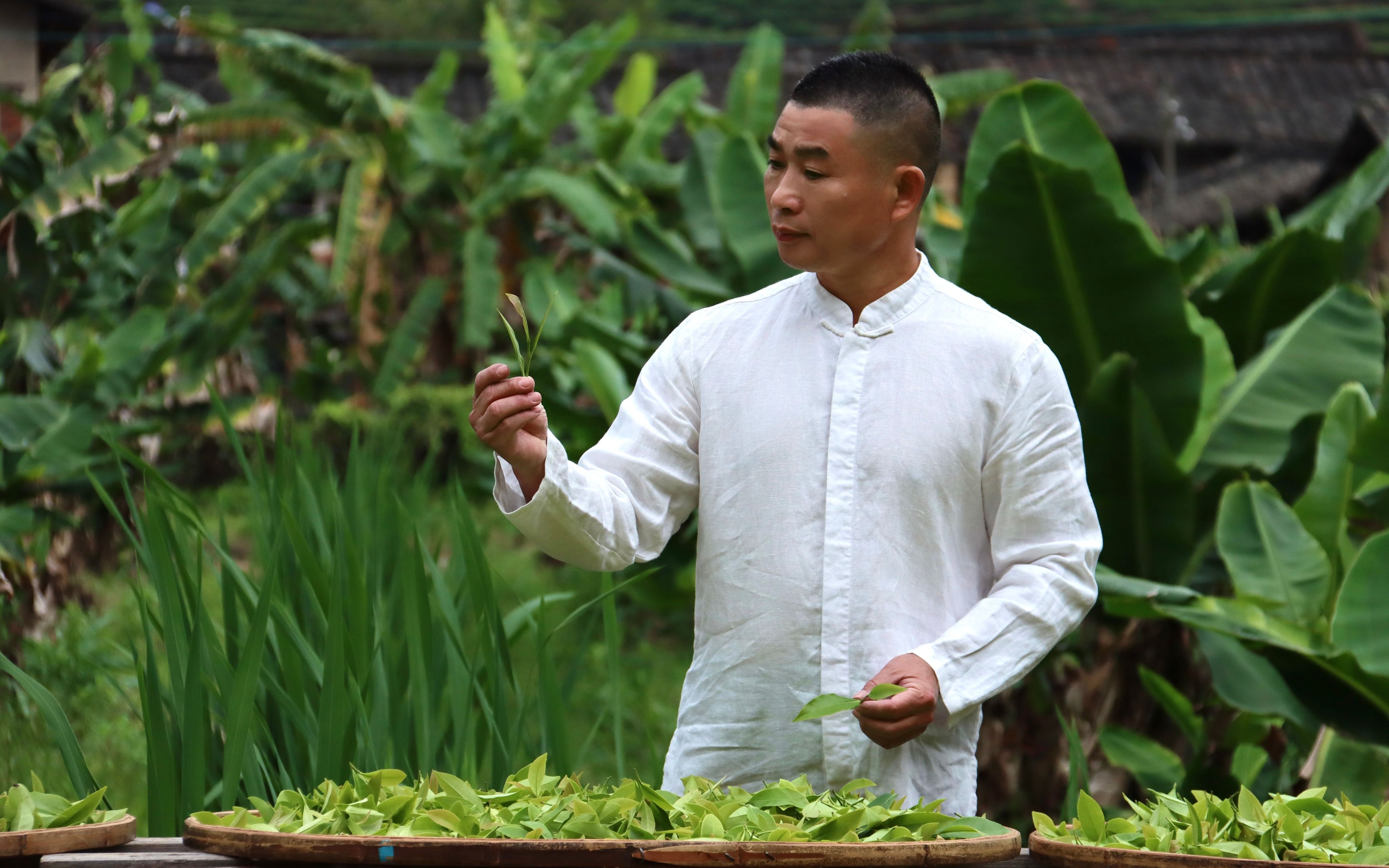 首批漳平水仙茶ⷩž遗技艺传承人ⷥ𜠥㫥Š制作漳平水仙全过程哔哩哔哩bilibili