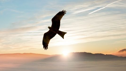 47分全球首aa】bird sprite -d.k.r. mix- 1.2x aa