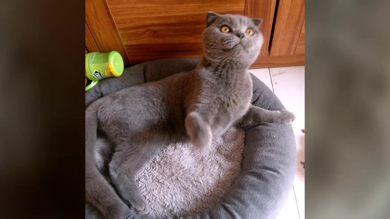 一只被调戏的傻二蛋