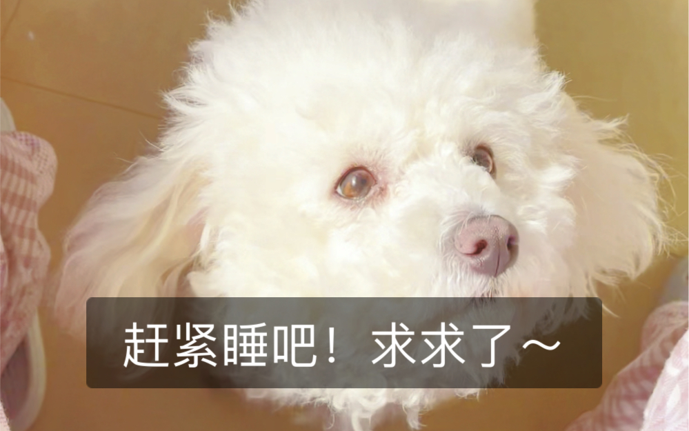 求求了快睡吧796379铲屎官每天也还有很多别的事呀02