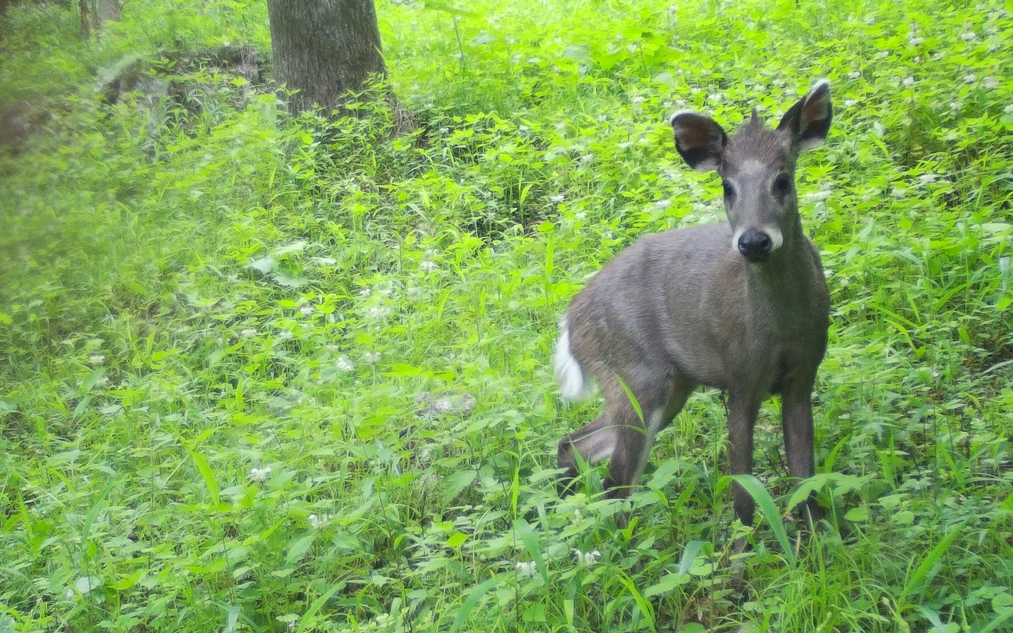 可可爱爱陕西牛背梁国家级自然保护区拍到天线宝宝鹿