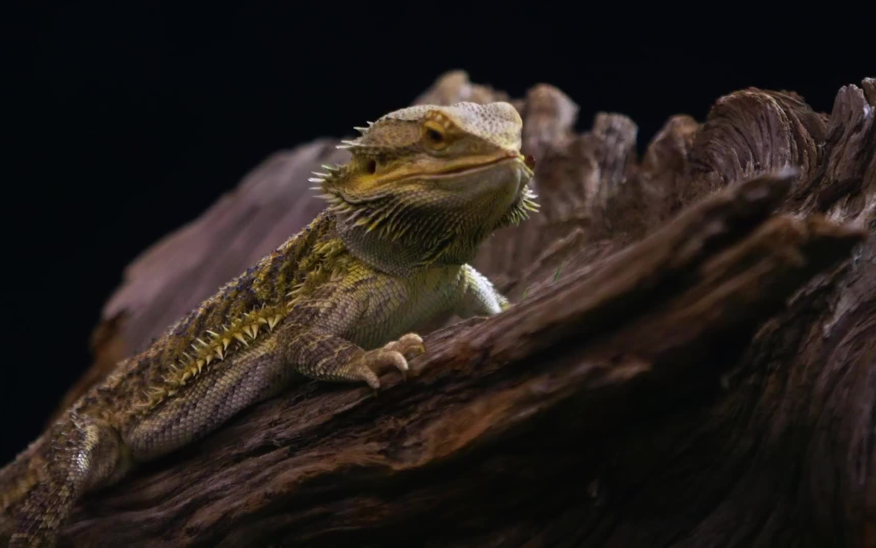 松弛感之神宠——鬃狮蜥