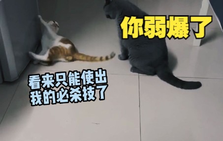 [图]这就是传说中的三脚猫功夫吗？