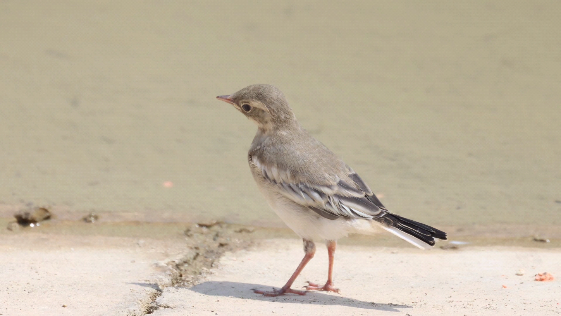 白鹡鸰亚成鸟的觅食趣事!