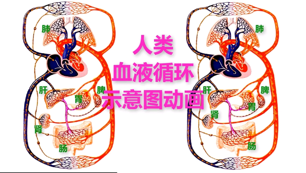 人体内血液流动方向图片