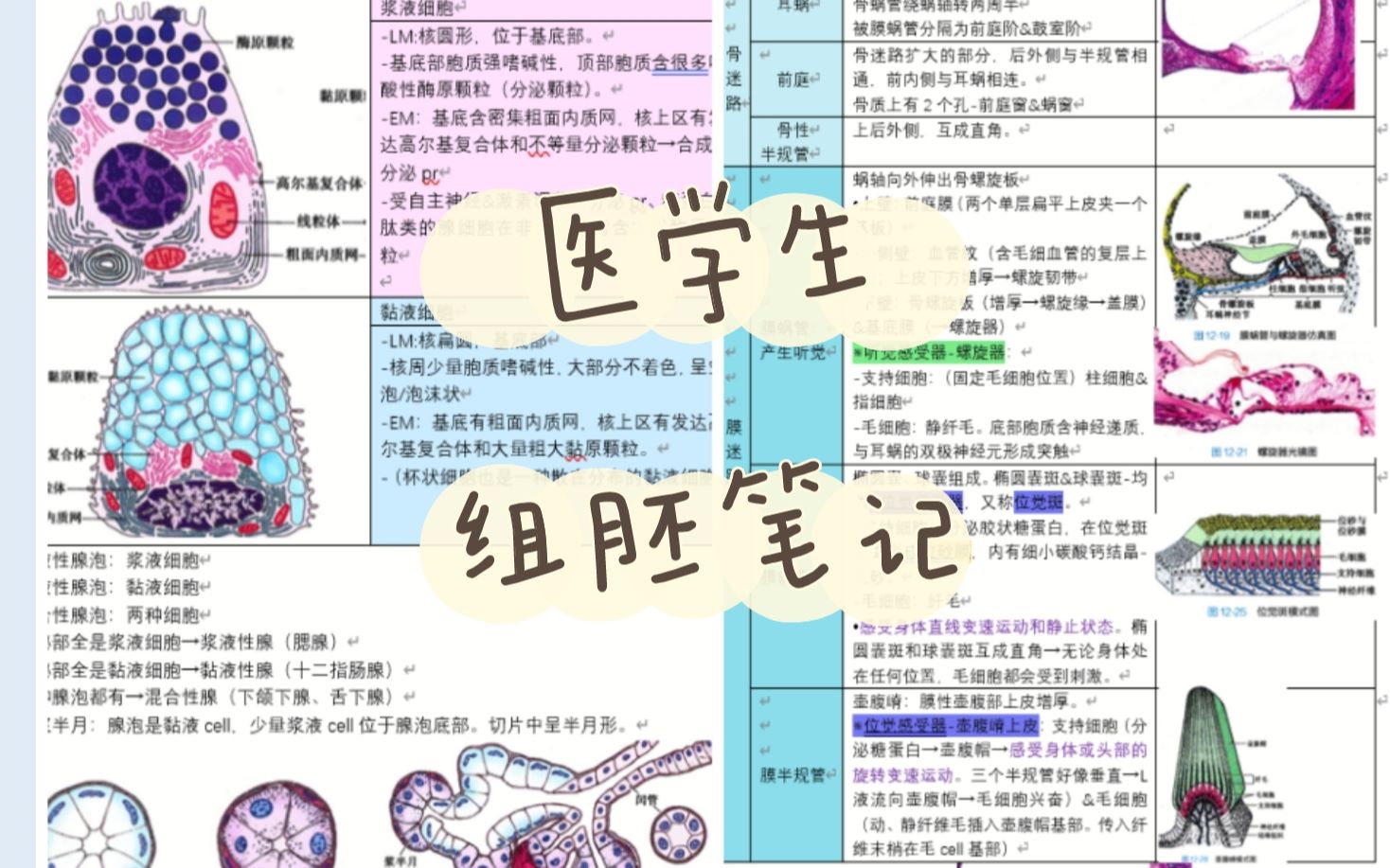 [图]【医学生】study with me /电脑笔记/学习/组胚笔记/无纸化学习