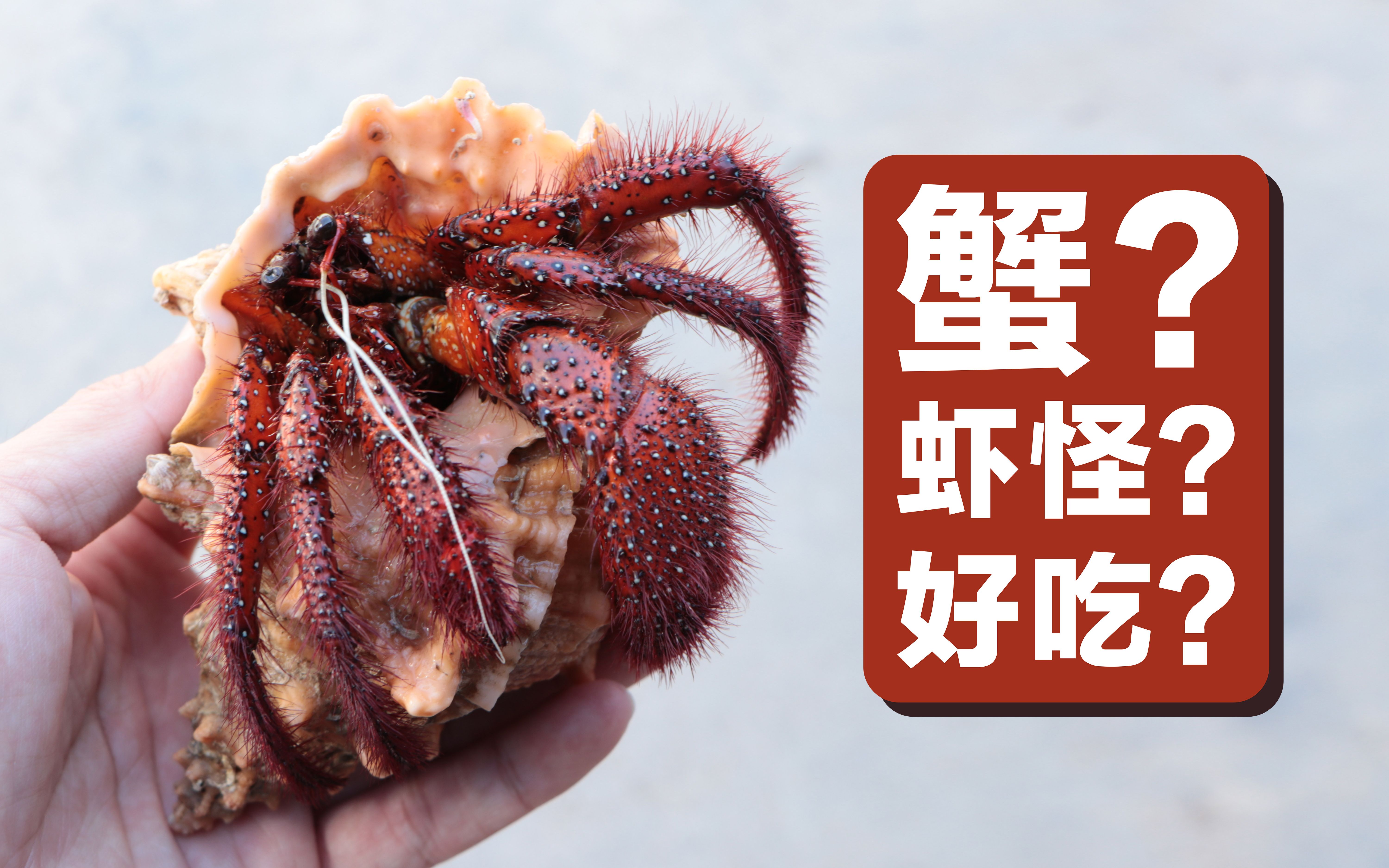 斑点真寄居蟹标本制作,听说这玩意很好吃?_哔哩哔哩_bilibili