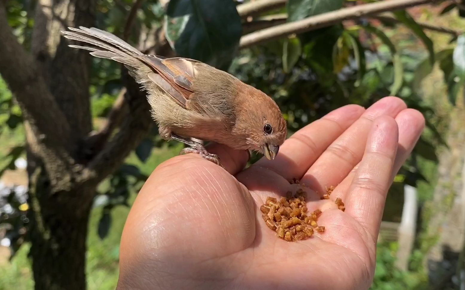 放生后的鸟,主人带着食物来看望它们