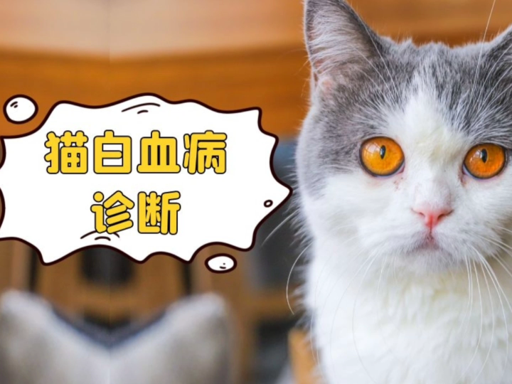 猫白血病的诊断哔哩哔哩bilibili