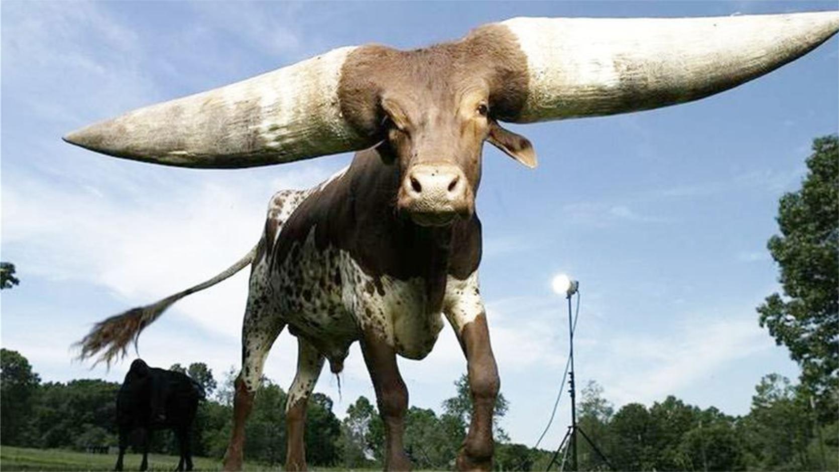 世界上最大的牛角,有人出了130万求购,主人为啥说什么都不肯卖