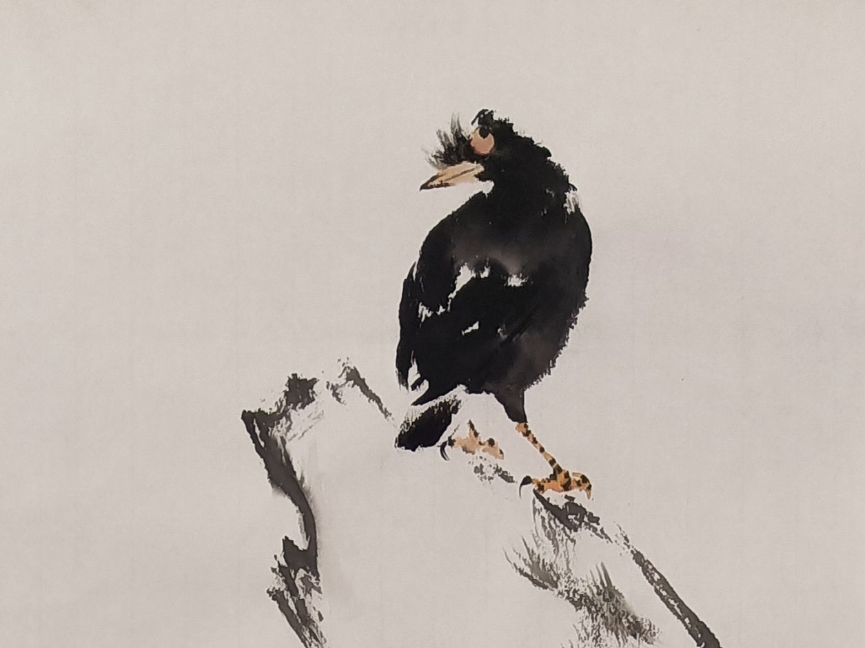 原速牡丹八哥(二)