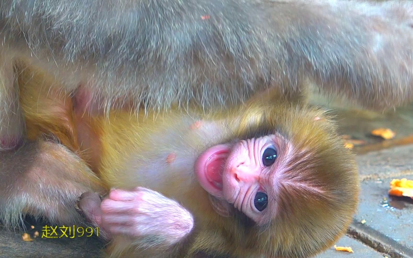 出生2天的猴娃,不但会笑还会咿呀咿呀说话,猴妈激动地亲吻猴娃