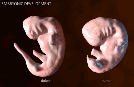 [图]人类与海豚的胚胎发育过程