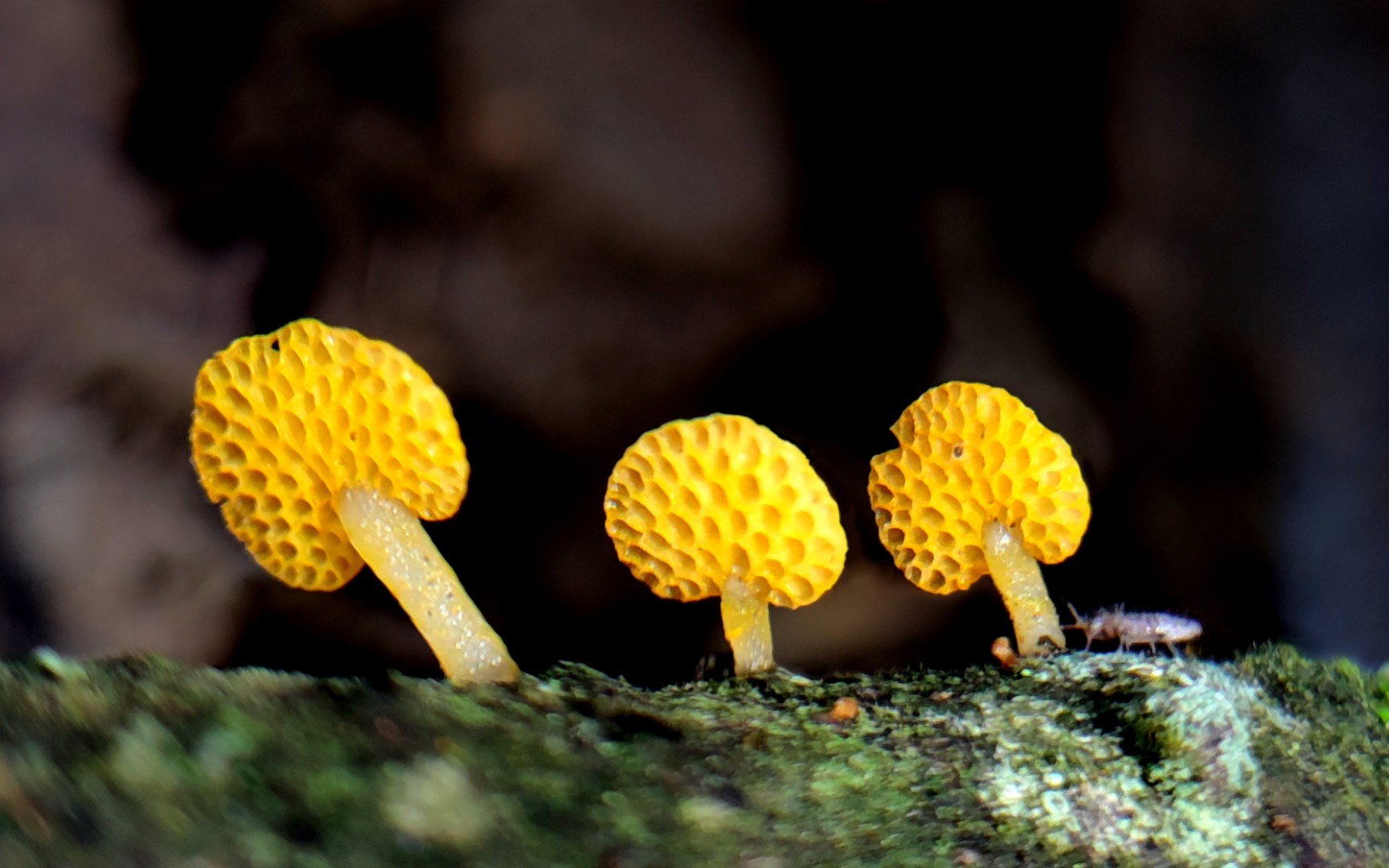 杏黄胶孔菌——摄于云南楚雄及哀牢山