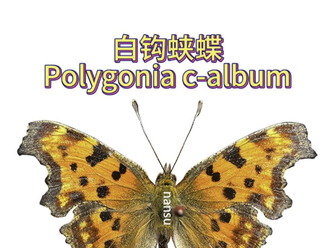 白钩蛱蝶 Polygonia calbum哔哩哔哩bilibili