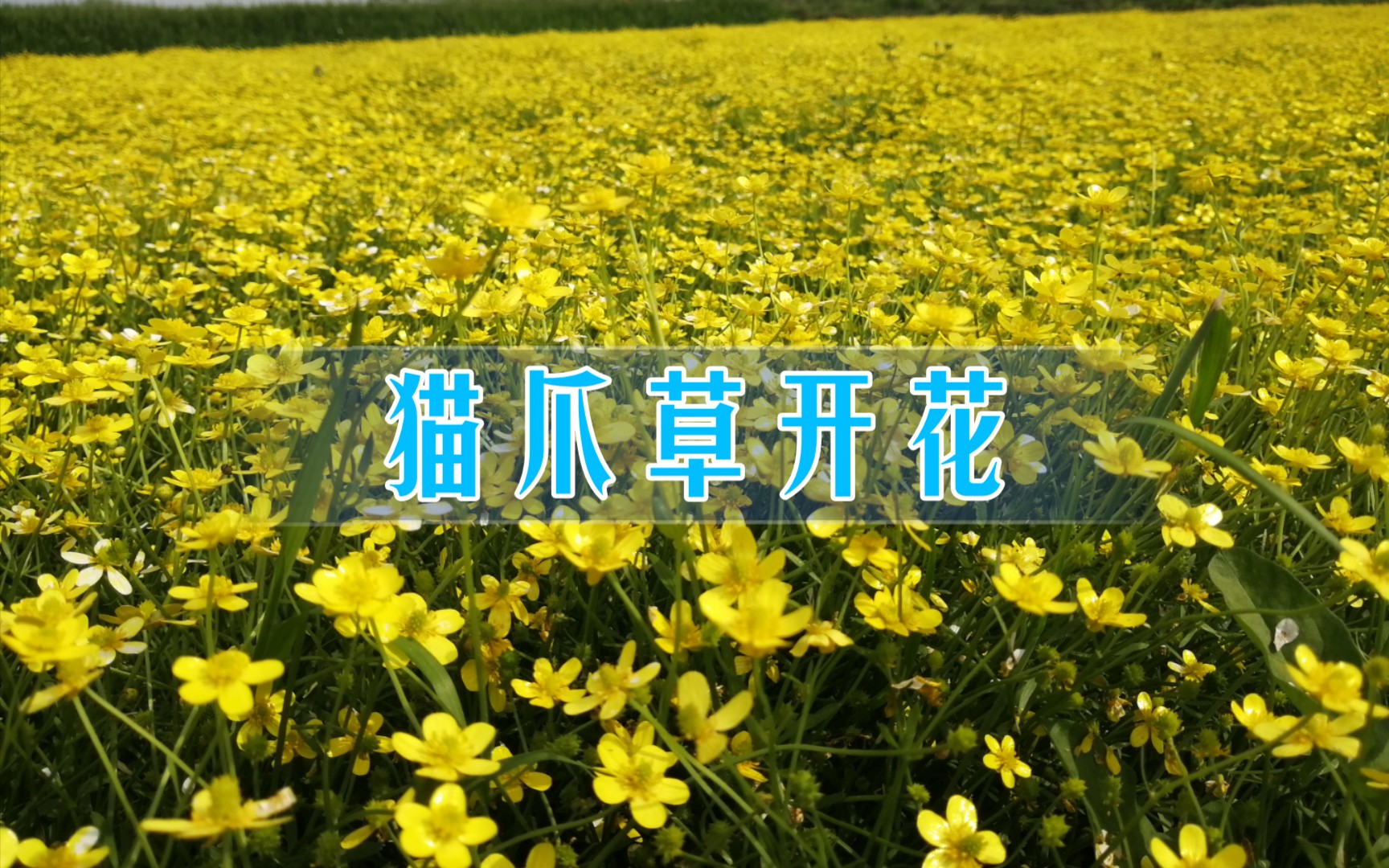 猫爪草暖暖的黄色很治愈