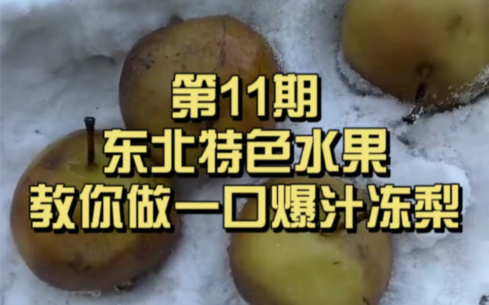 第11期|东北特色水果|教你做一口爆汁的冻梨 东北特色美食 东北冻梨 哈尔滨冻梨哔哩哔哩bilibili