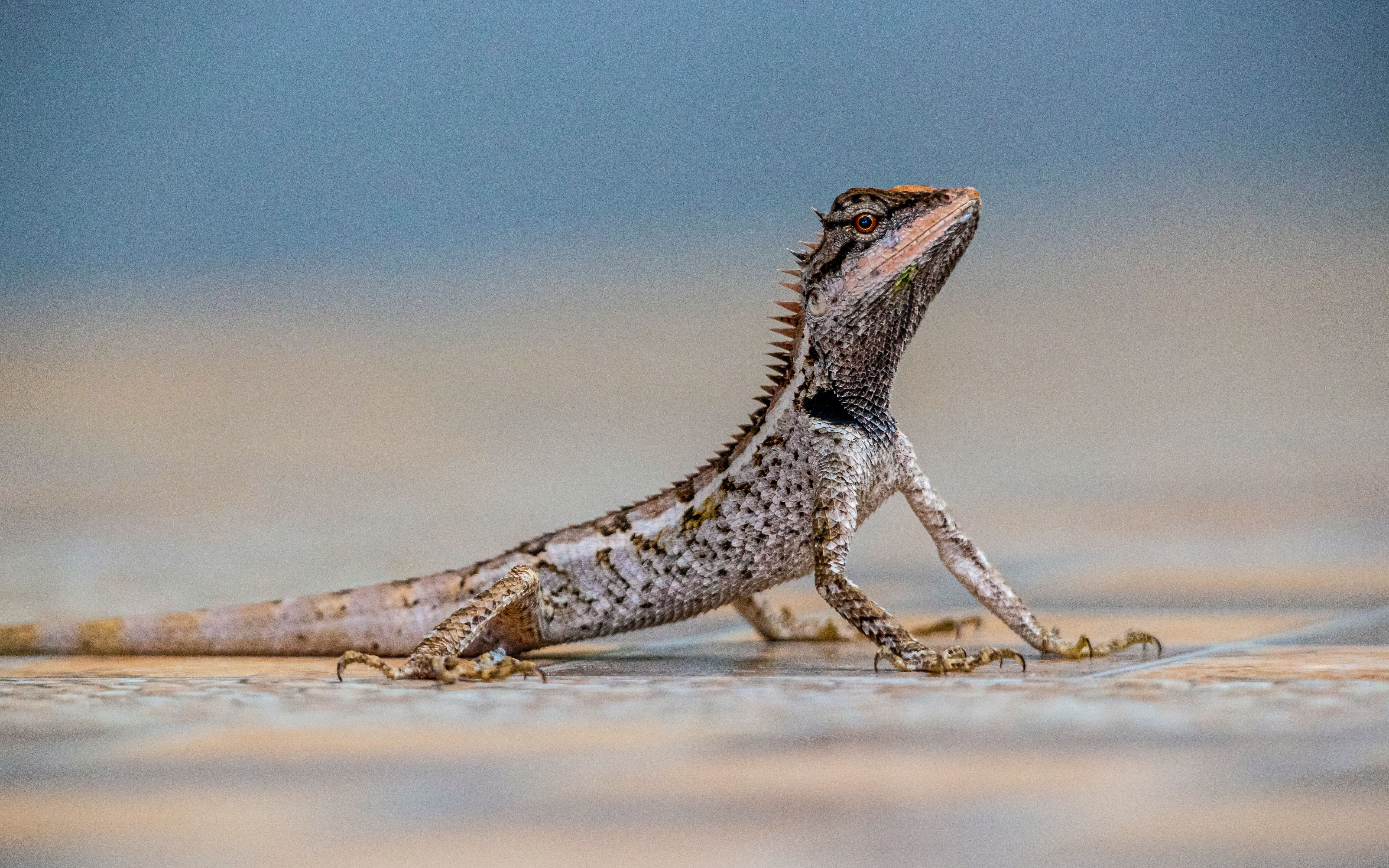 蜥蜴智斗群蛇真正的以弱胜强敌强我弱敌进我退