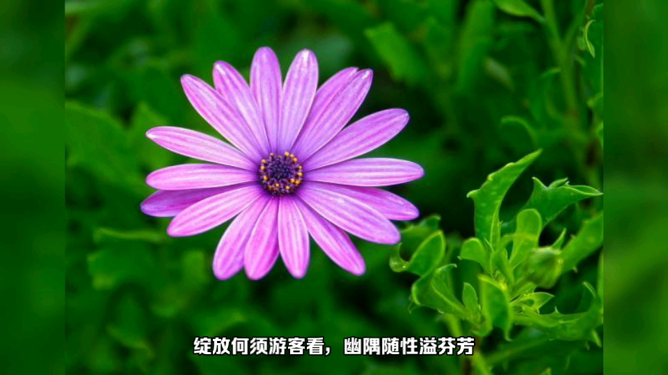 [图]野花(七绝·平水韵)