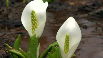 1 水芭蕉の花が咲く むれ水芭蕉園 15 4k撮影 哔哩哔哩 Bilibili