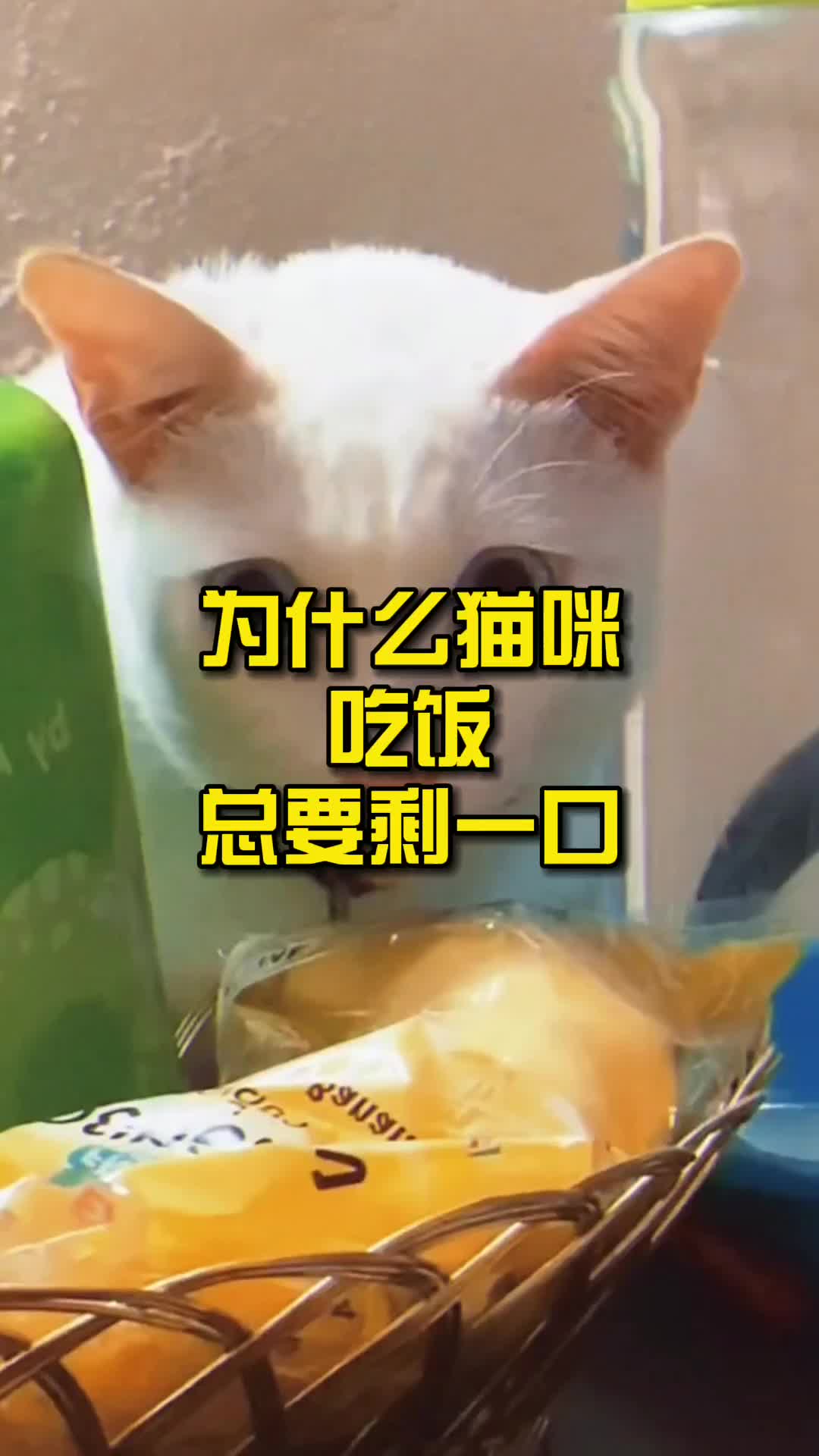 为什么猫咪吃饭总要剩一口哔哩哔哩bilibili