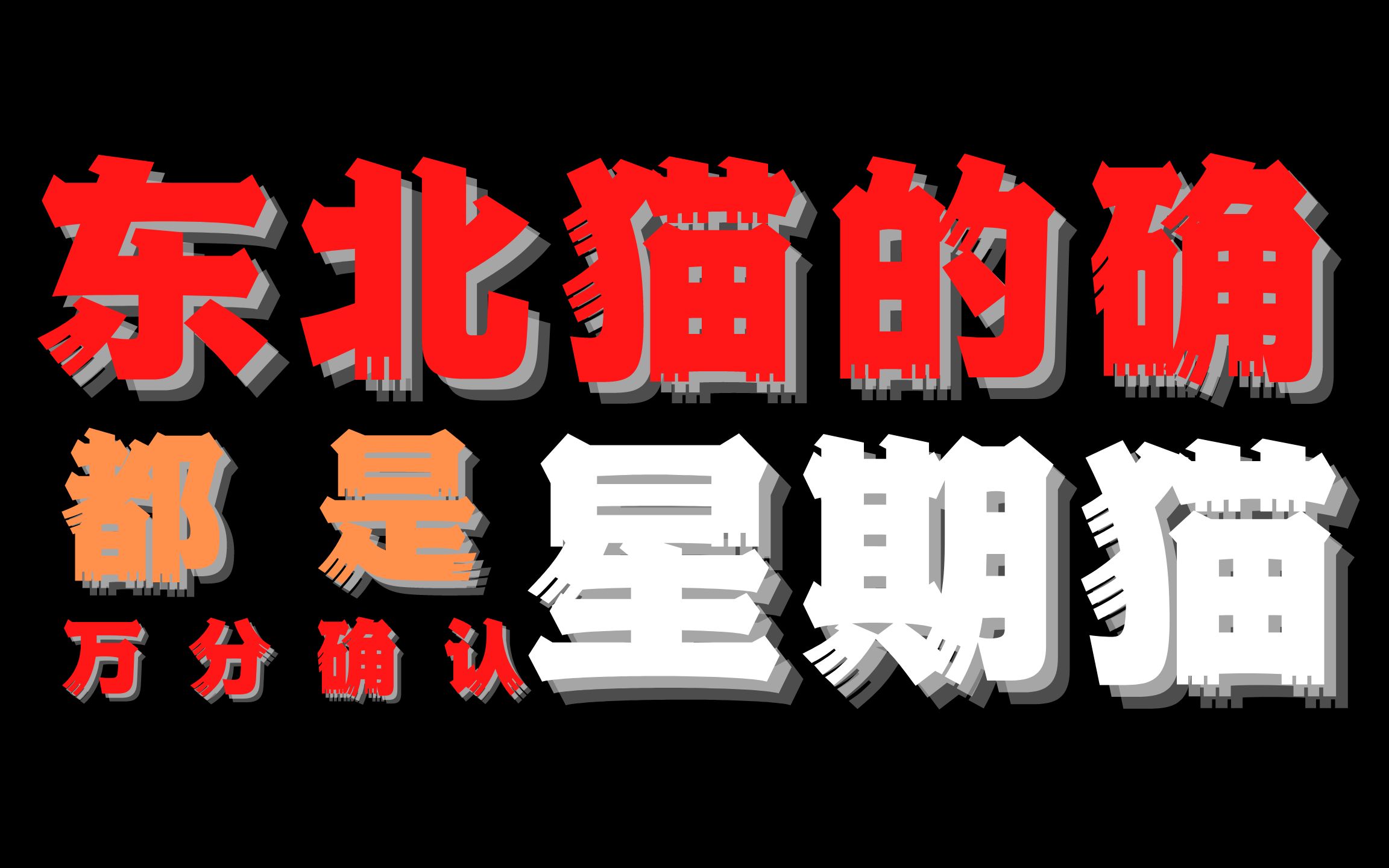 猫圈内幕揭秘,第13期,东北猫是怎么回事哔哩哔哩bilibili