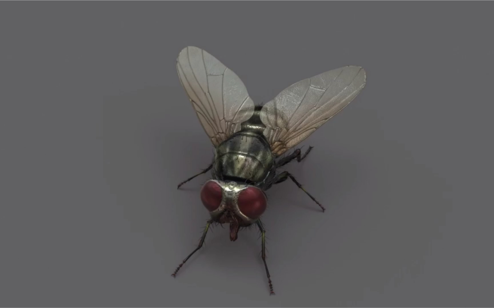 苍蝇3d模型素材