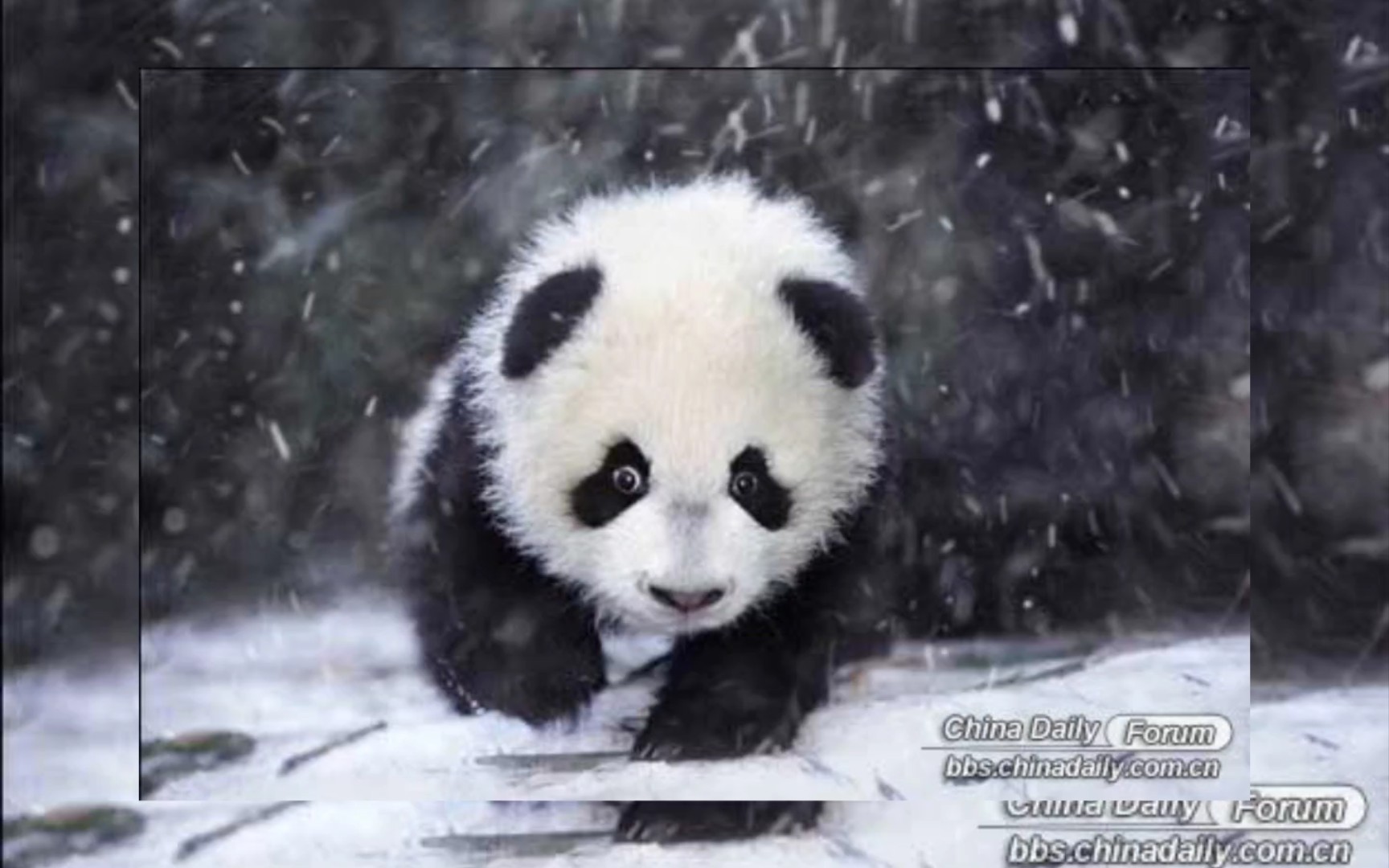 可爱萌宠大作战_哔哩哔哩_bilibili