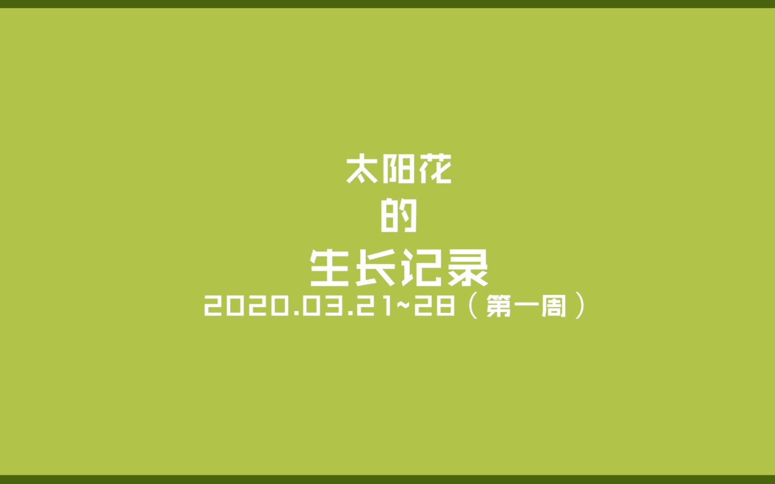 太阳花生长记录(第一周)2021.03.21~2021.03.28哔哩哔哩bilibili