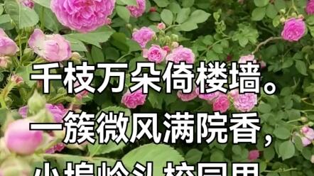 七绝 小埠岭中学看蔷薇花开作者 桑門書生千枝万朵倚楼墙 一簇微风满院香 小埠岭头校园里 书声正趁好时光 哔哩哔哩 Bilibili